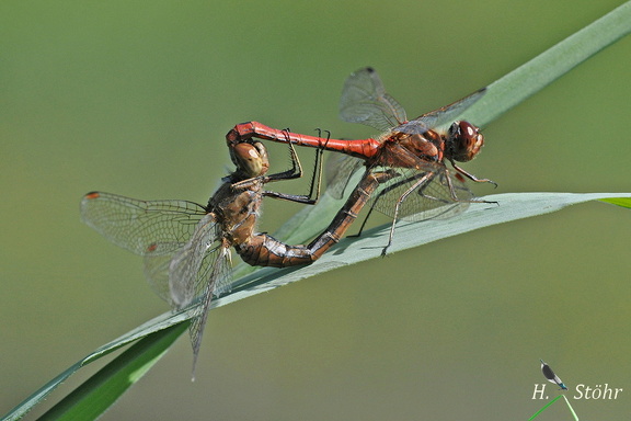 Gemeine Heidelibelle (Sympetrum vulgatum)