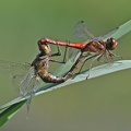 Gemeine Heidelibelle (Sympetrum vulgatum)