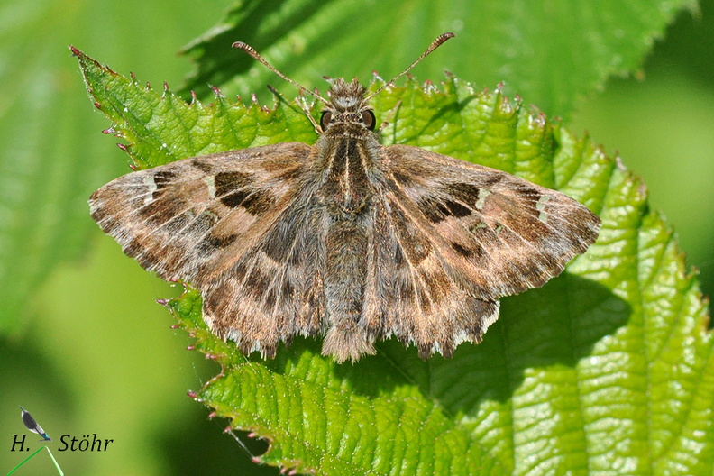 Malven-Dickkopffalter (Carcharodus alceae).jpg
