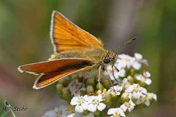 Schwarzkolbiger Braun-Dickkopffalter (Thymelicus lineola)