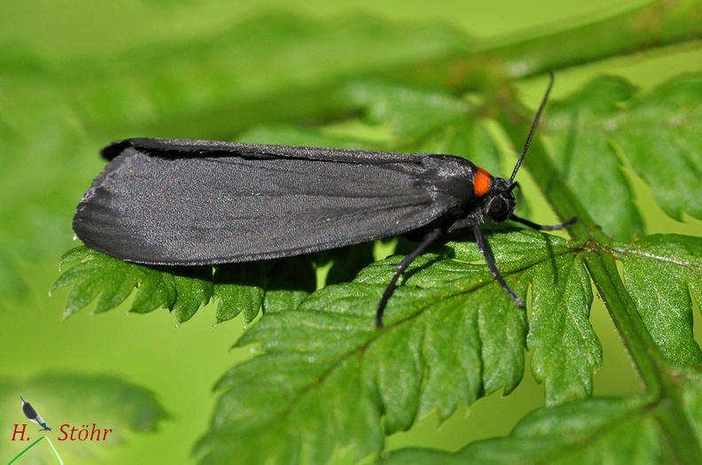 Rotkragen-Flechtenbärchen - red-necked footman (Atolmis rubricollis)Foto: Henrik StöhrOrt: KönigsbronnKamera: Nikon D90, 180mm 1:3,5 Macro (Tamron) Rotkragen-Flechtenbärchen (Atolmis rubricollis).jpg