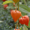 Lampionblume (Physalis alkekengi)
