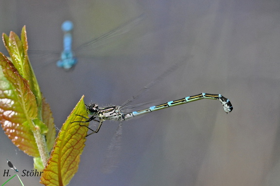 Vogel-Azurjungfer (Coenagrion ornatum)
