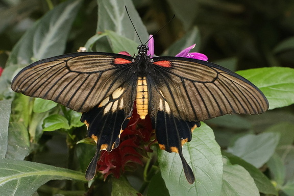 Großer Mormone (Papilio memnon)