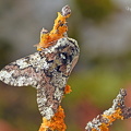 Pappel-Dickleibspanner (Biston strataria)