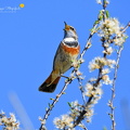 Blaukehlchen (Luscinia svecica)