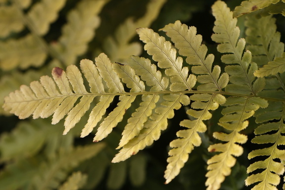 Rotschleierfarn (Dryopteris erythrora)
