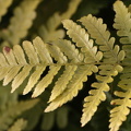 Rotschleierfarn (Dryopteris erythrora)