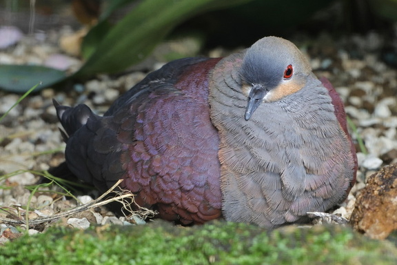 Jamaika Erdtaube (Geotrygon versicolor)