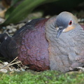 Jamaika Erdtaube (Geotrygon versicolor)