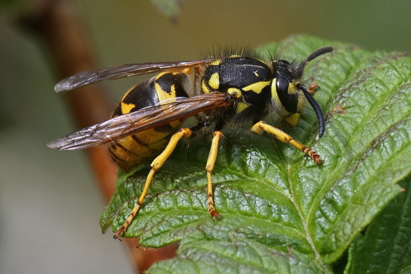 Deutsche Wespe (Vespula germanica)