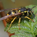 Deutsche Wespe (Vespula germanica)