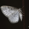 Kleinspanner (Dyscia innocentaria)