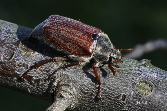 Feldmaikäfer (Melolontha melolontha)