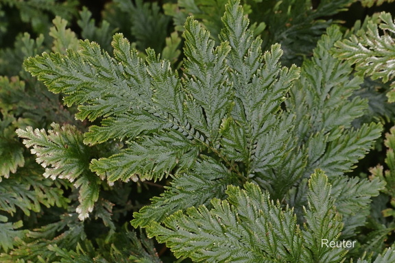 Moosfarn (Sellaginella umbrosa)