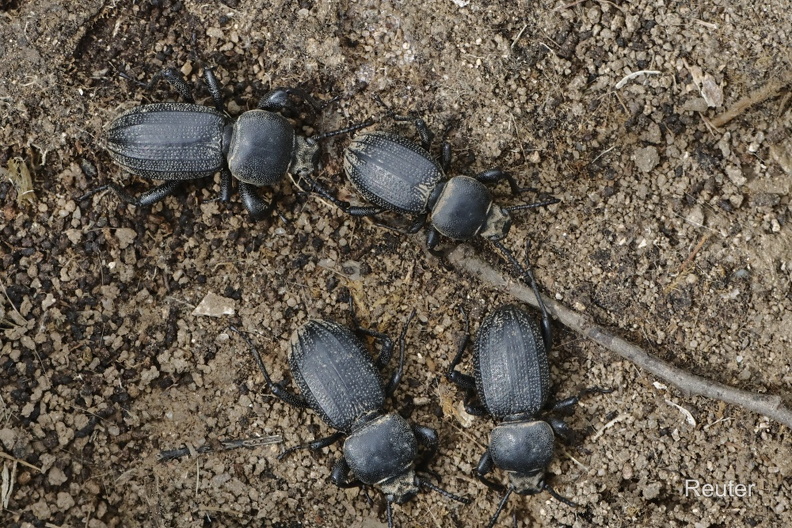 Schwarzkäfer (Scaurus striatus)Foto: Karl ReuterOrt: Pals -SpanienKamera: Canon R7, EF 100mm 1:2,8 L IS USM Scaurus striatus.jpg