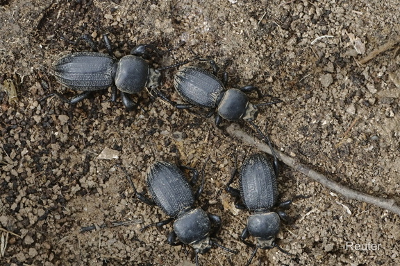 Scaurus striatus