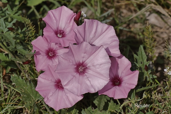 Kantabrische Winde (Convolvulus cantabrica)
