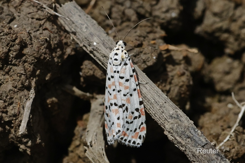Harlekinbär (Utetheisa pulchella)Foto: Karl ReuterOrt: Pals -SpanienKamera: Canon R7, EF 100mm 1:2,8 L IS USM Harlekinbär (Utetheisa pulchella).jpg
