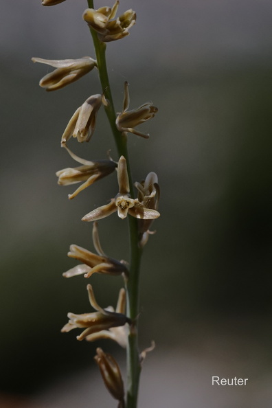 Schweifblatt (Dipcadi serotinum) Foto: Karl ReuterOrt: Pals -SpanienKamera: Canon R7, EF 100mm 1:2,8 L IS USM Schweifblatt (Dipcadi serotinum).jpg
