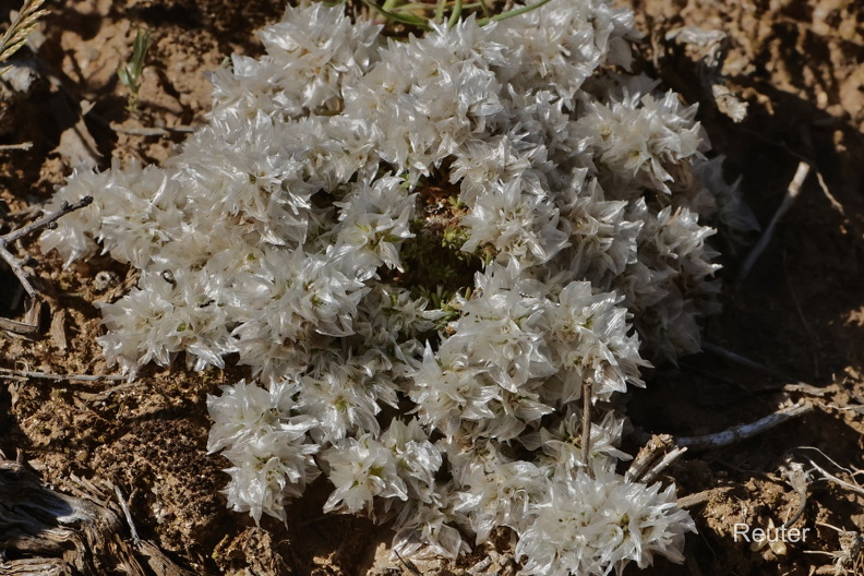 Silber-Mauermiere (Paronychia argentea).jpg
