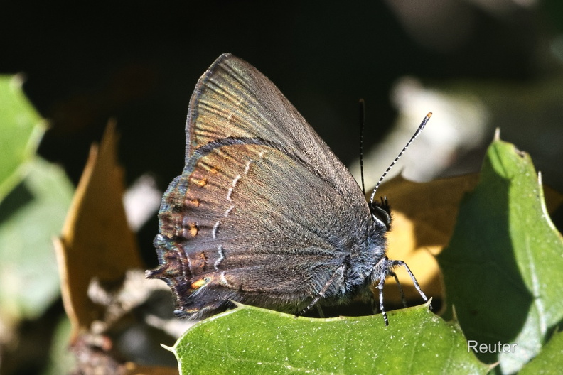 Brauner Eichen-Zipfelfalter (Satyrium ilicis) Foto: Karl ReuterOrt: Pals -SpanienKamera: Canon R7, EF 100mm 1:2,8 L IS USM Brauner Eichen-Zipfelfalter (Satyrium ilicis).jpg