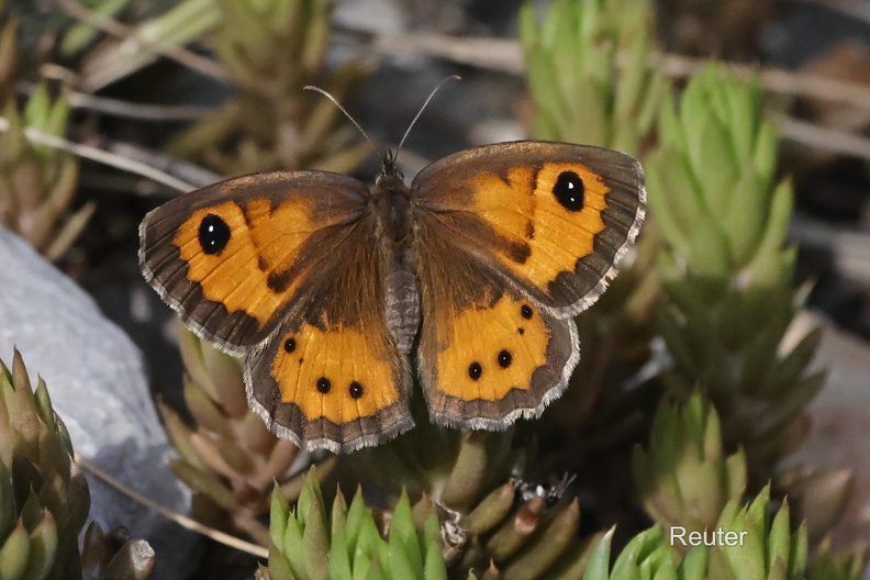 Spanisches Ochsenauge (Pyronia bathseba)Foto: Karl ReuterOrt: Pals -SpanienKamera: Canon R7, EF 100mm 1:2,8 L IS USM Spanisches Ochsenauge (Pyronia bathseba).jpg