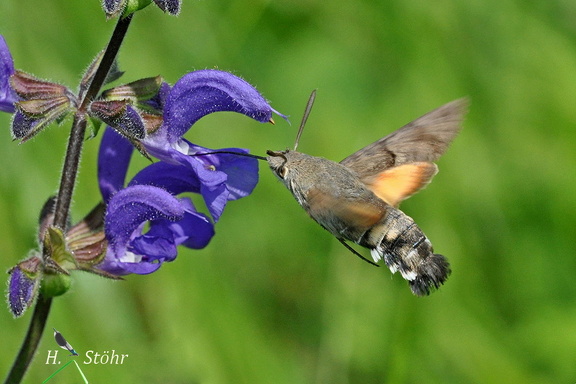 Taubenschwänzchen (Macroglossum stellatarum)