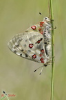 Roter Apollo (Parnassius apollo)