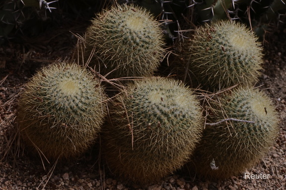 Zitronenkugel-Lemon-ball cactus(Mammillaria pringlei)