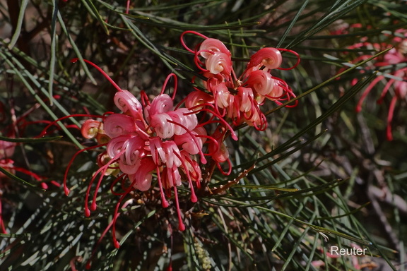 Wüstengrevillea (Grevillea juncifolia)