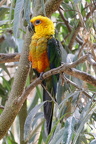 Jendayasittich (Aratinga jandaya)