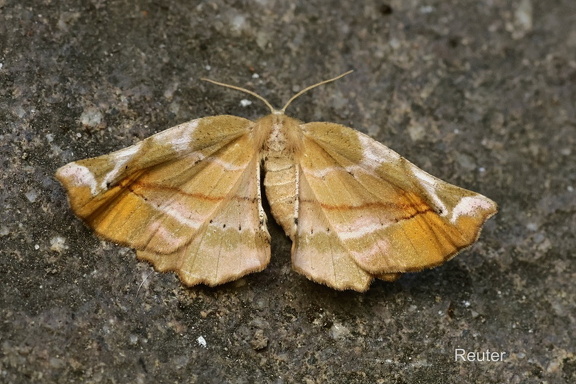 Fliederspanner (Apeira syringaria)