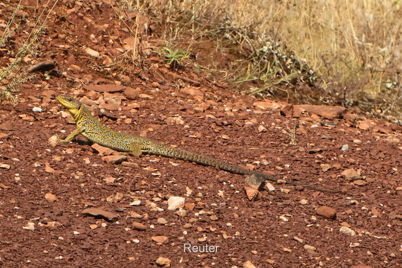 Perleidechse (Timon lepidus)