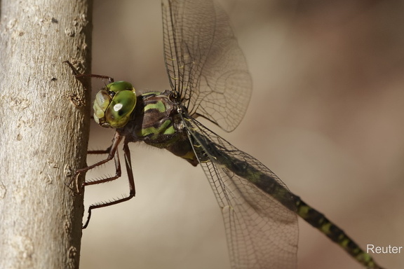 Westliche Geisterlibelle (Boyeria irene)