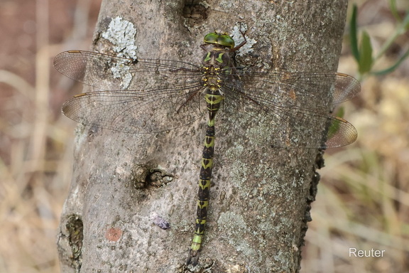 Westliche Geisterlibelle (Boyeria irene)1
