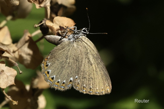 Spanischer Blauer Zipfelfalter Laeosopis roboris Spanish Purple Hairstreak