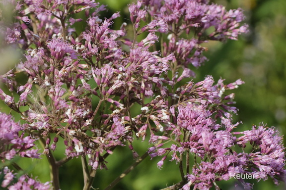 Grauer Alpendost(Adenostyles alliariae)