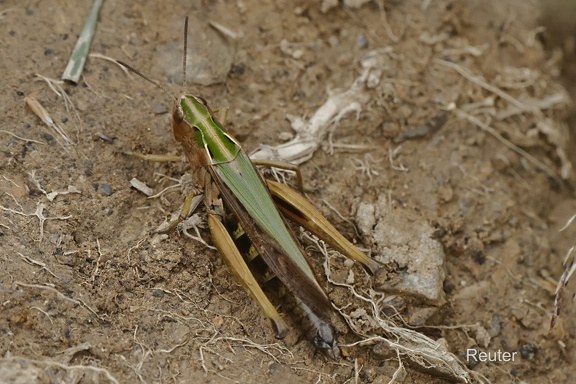 Bunter Grashüpfer (Omocestus viridulus)