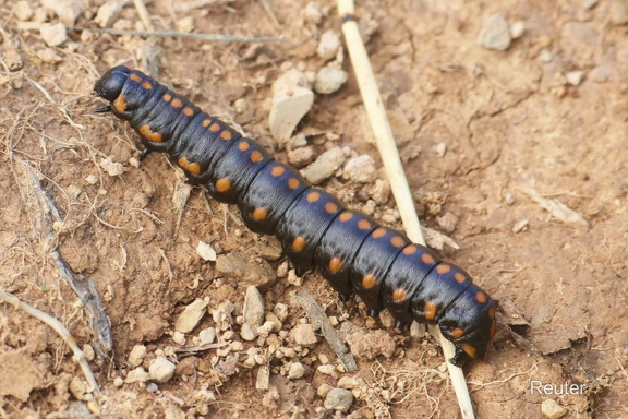 Kräuter-Mönch Raupe (Cucullia lucifuga)