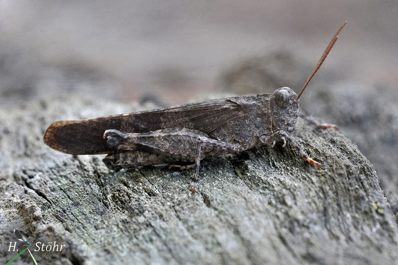 Rotflügelige Ödlandschrecke (Oedipoda germanica)