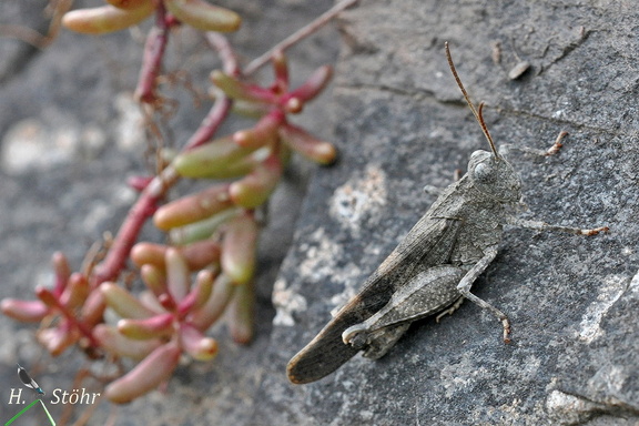 Rotflügelige Ödlandschrecke (Oedipoda germanica)