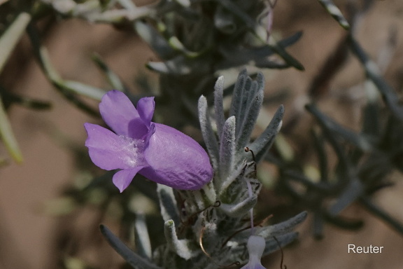 Emustrauch ( Eremophila nivea)