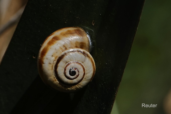 Dünenschnecke (Theba pisana)