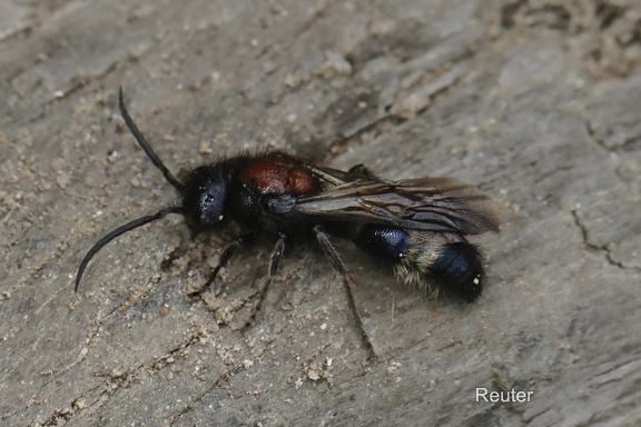 Europäische Ameisenwespe (Mutilla europaea)