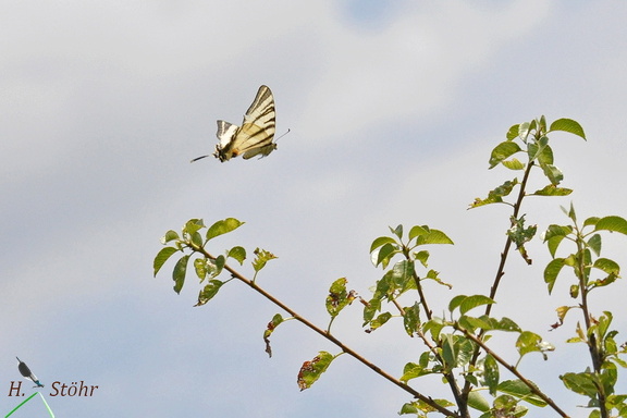 Segelfalter (Iphiclides podalirius)