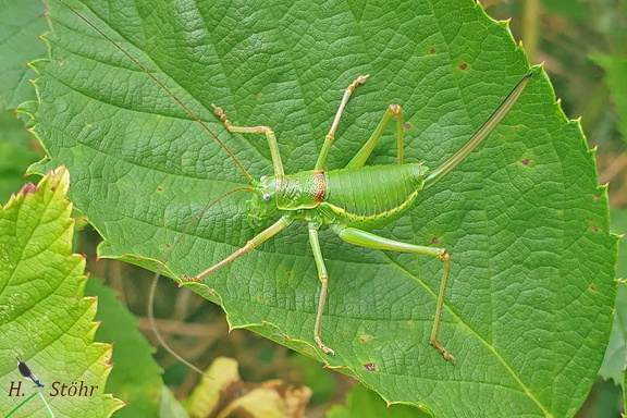 Westliche Sattelschrecke (Ephippiger diurnus)