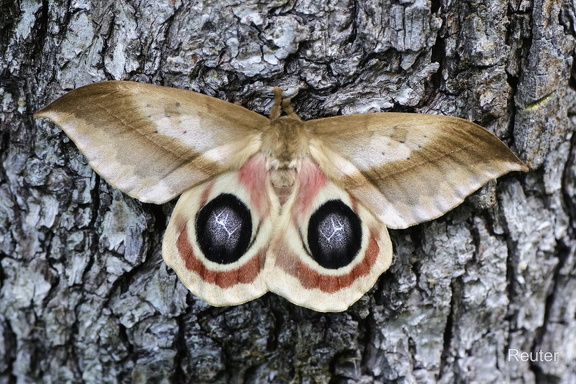 Pfauenspinner (Automeris dagmarae)