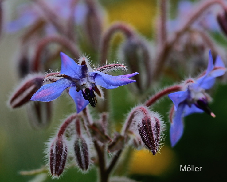 Borretsch Gurkenkraut Borago officinalis).jpg