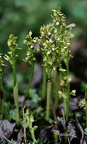 Korallenwurz (Corallorhiza trifida)